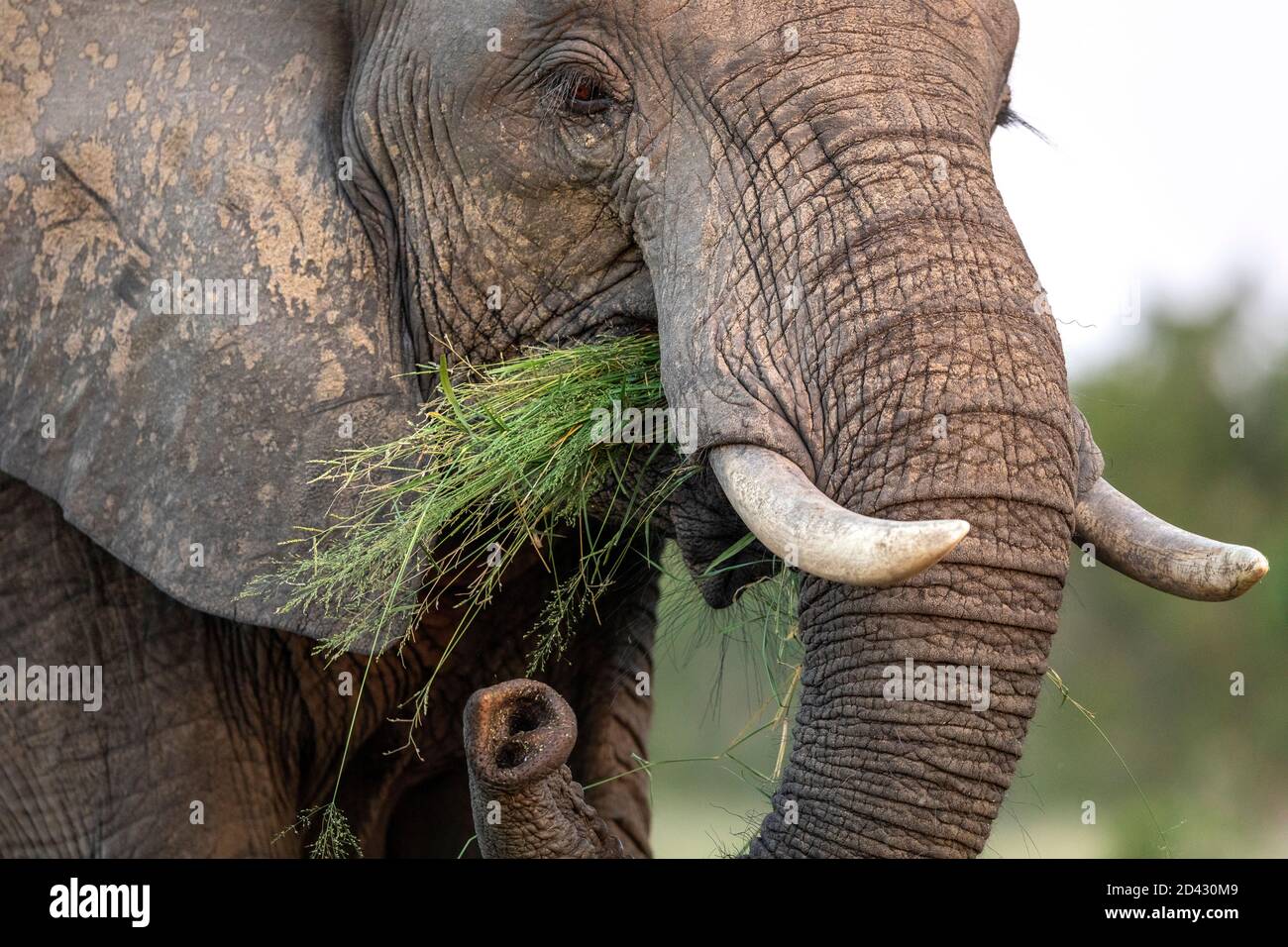 Nahaufnahme des Gesichts eines Elefanten, der grünes Gras in Kruger frisst In Südafrika Stockfoto