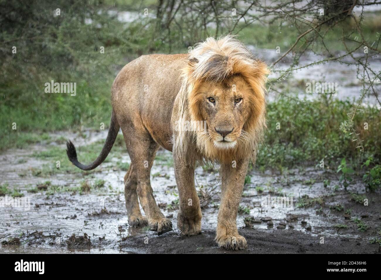Männlicher Löwe spazieret im schlammigen Busch im Regen In Ndutu in Tansania Stockfoto