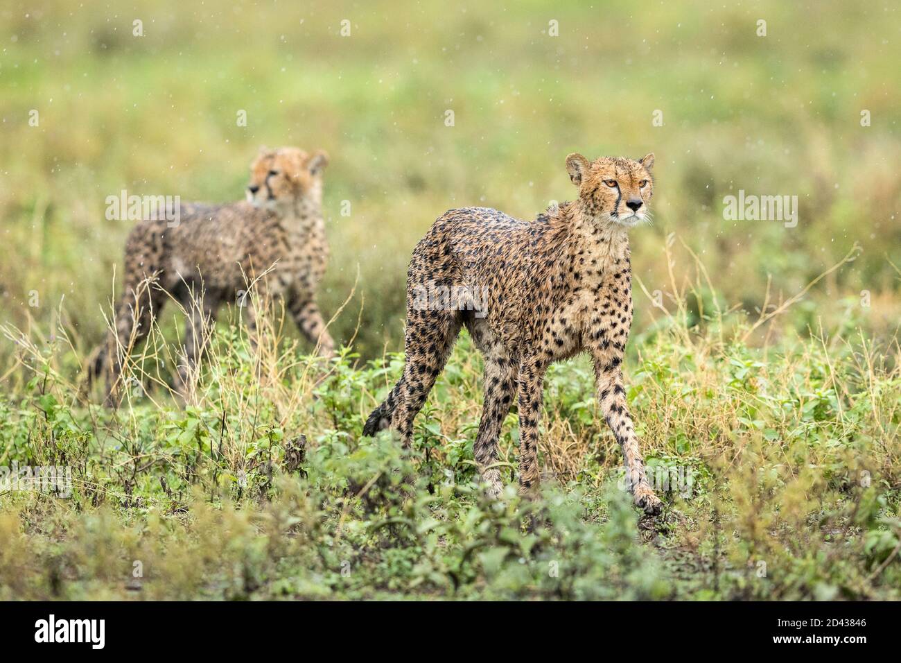 Zwei Erwachsene Geparden, die während des Regens im grünen Busch spazieren Alarm in Ndutu Tansania Stockfoto