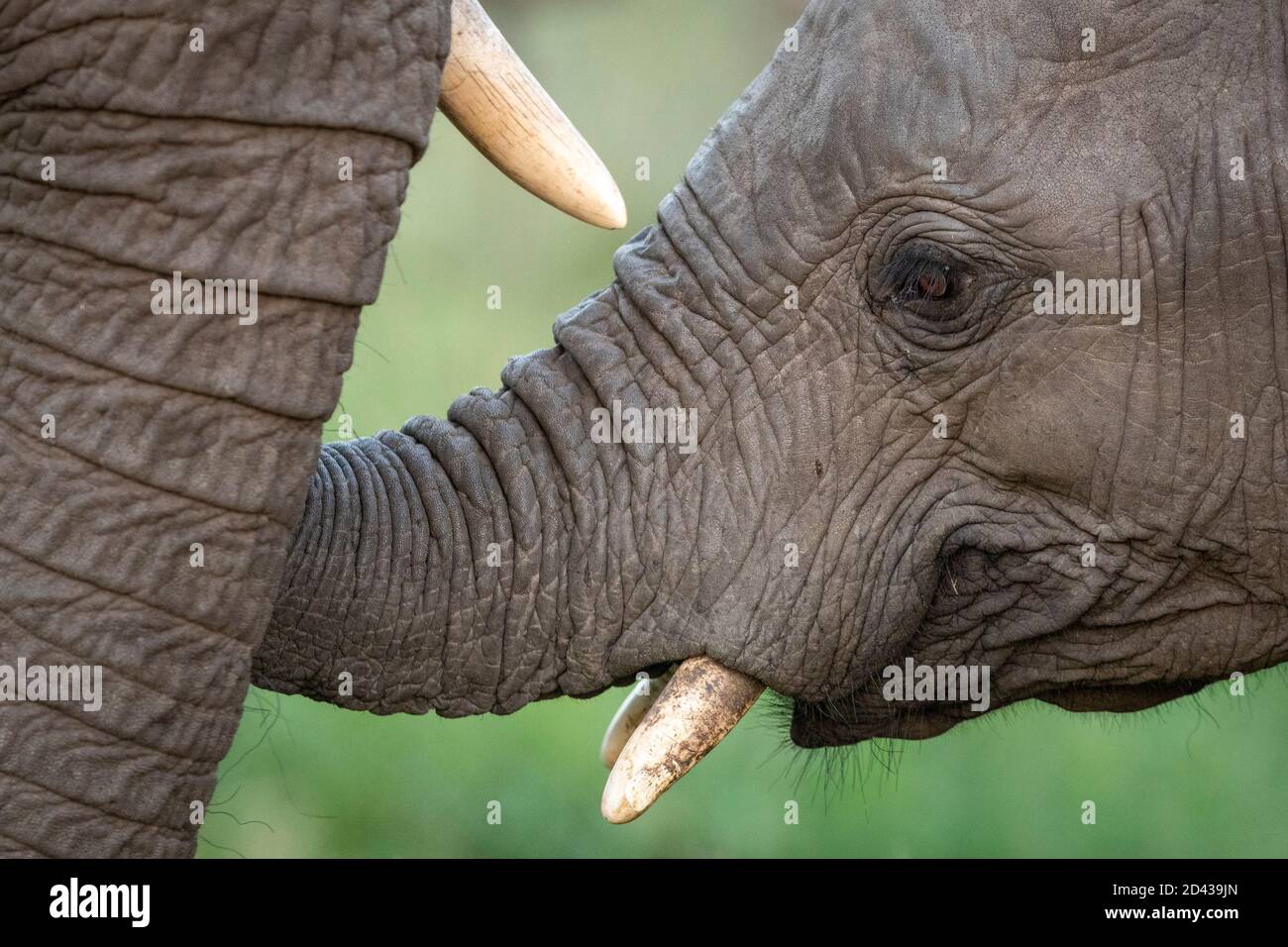 Elefantengesicht mit grünem Hintergrund im Kruger Park im Süden Afrika Stockfoto