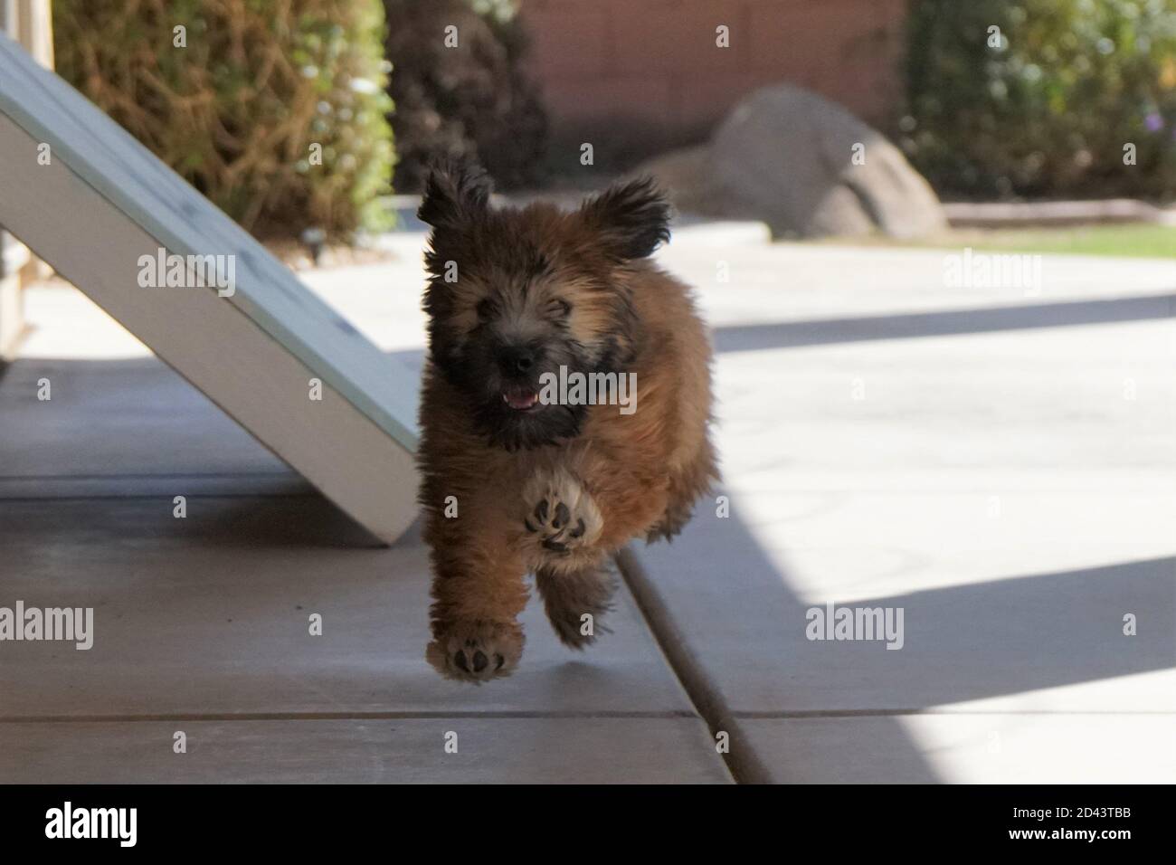 Unser 7-jähriger und unser 3 Monate alter Soft Coated Wheaten Terriers spielen draußen mit purer Freude Ihre Gesichter Stockfoto