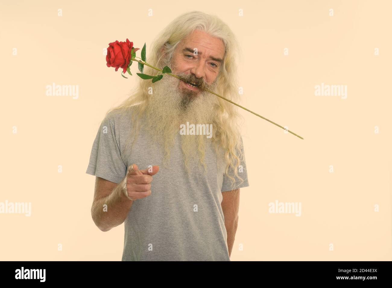 Studio shot von Happy älterer bärtiger Mann lächelnd beim Beißen rote Rose und auf der Kamera für den Valentinstag bereit Stockfoto