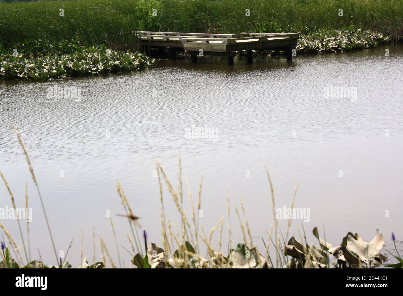 Wasserlandschaft eines leeren Pfades auf Stelzen im Russell W. Peterson Urban Wildlife Refuge in Wilmington, Delaware Stockfoto