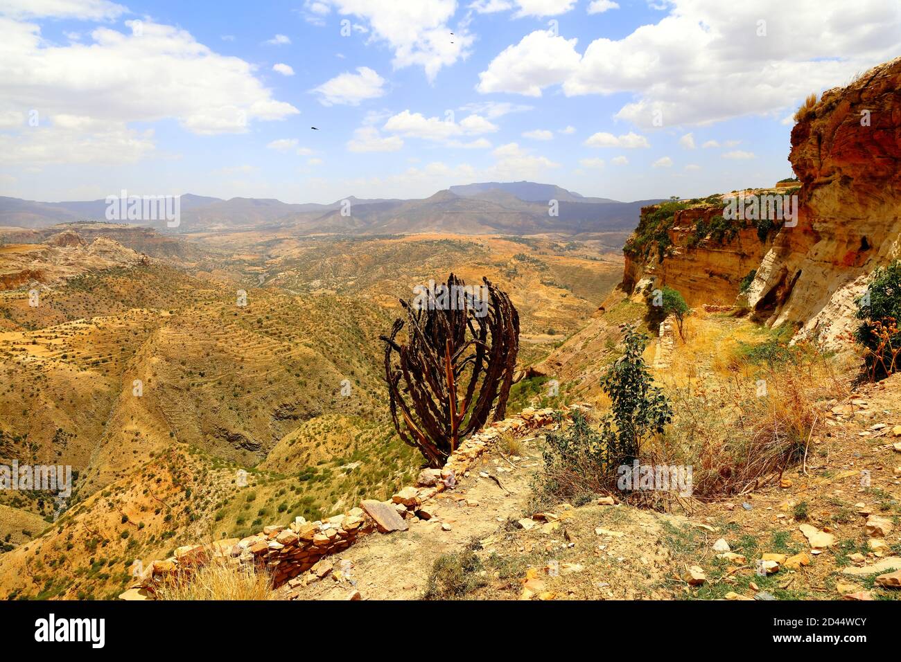 Ein ausgetrockneter Kerzenkaktus am Rand einer Klippe auf dem Gipfel Debre Damo monasteryi in der trockenen Tigray-Region Äthiopiens, unter einem Blass Stockfoto