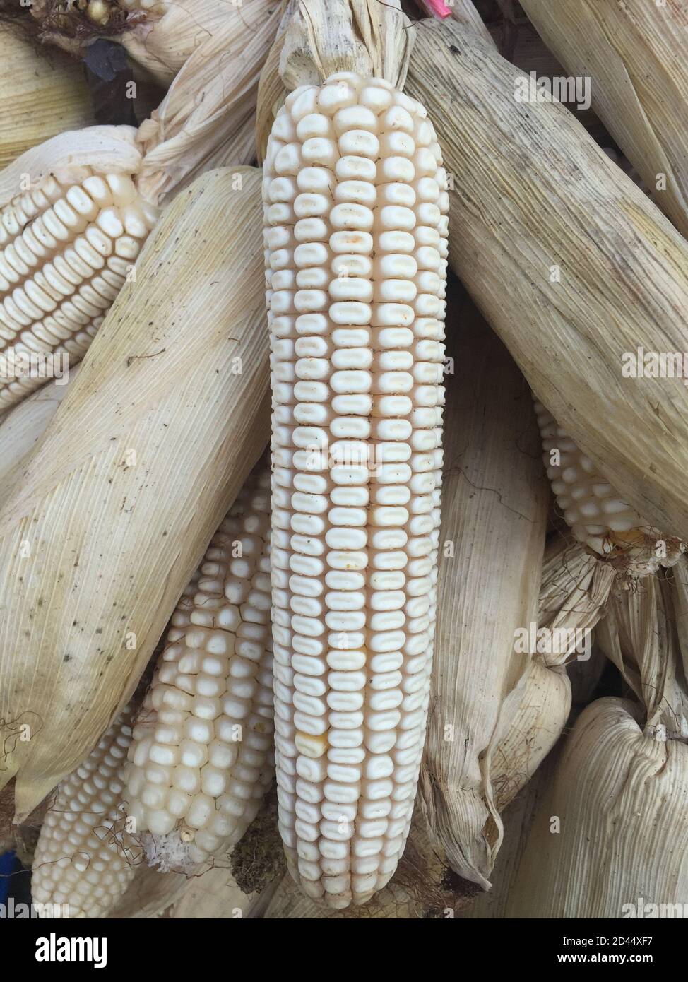 Reife Ähre von Mais.die Samen Frucht des Mais.Ernte Mais im ländlichen Garten getrocknet.Dorf traditionelle Landwirtschaft Methode. Stockfoto