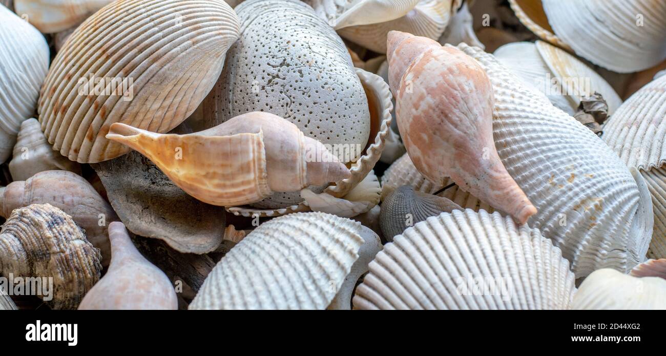 Panoramafoto einer Muschelsammlung mit schönen Formen Und Farben Stockfoto