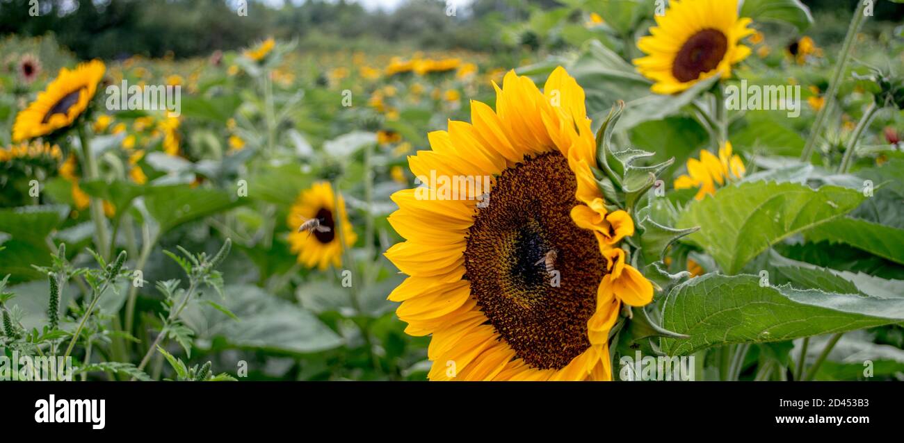 Schönes Feld von goldenen Sonnenblumen in einem lebendigen Panorama in Michigan USA Stockfoto