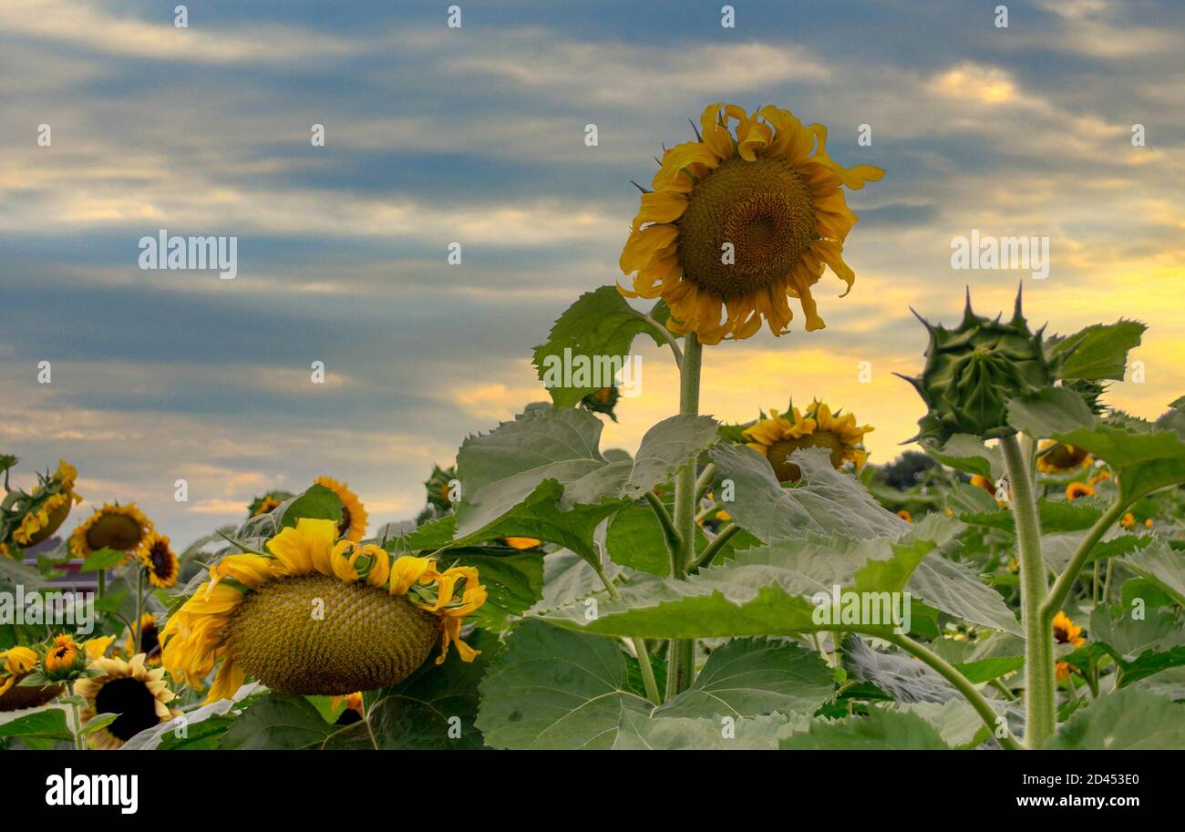 Hohe Sonnenblumen ragen über einem goldenen Blumenfeld Stockfoto