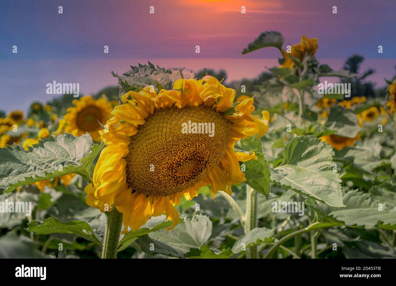 Hunderte von Sonnenblumen beugen sich unter einem warmen Setting Sonne in einem Michigan USA Feld Stockfoto