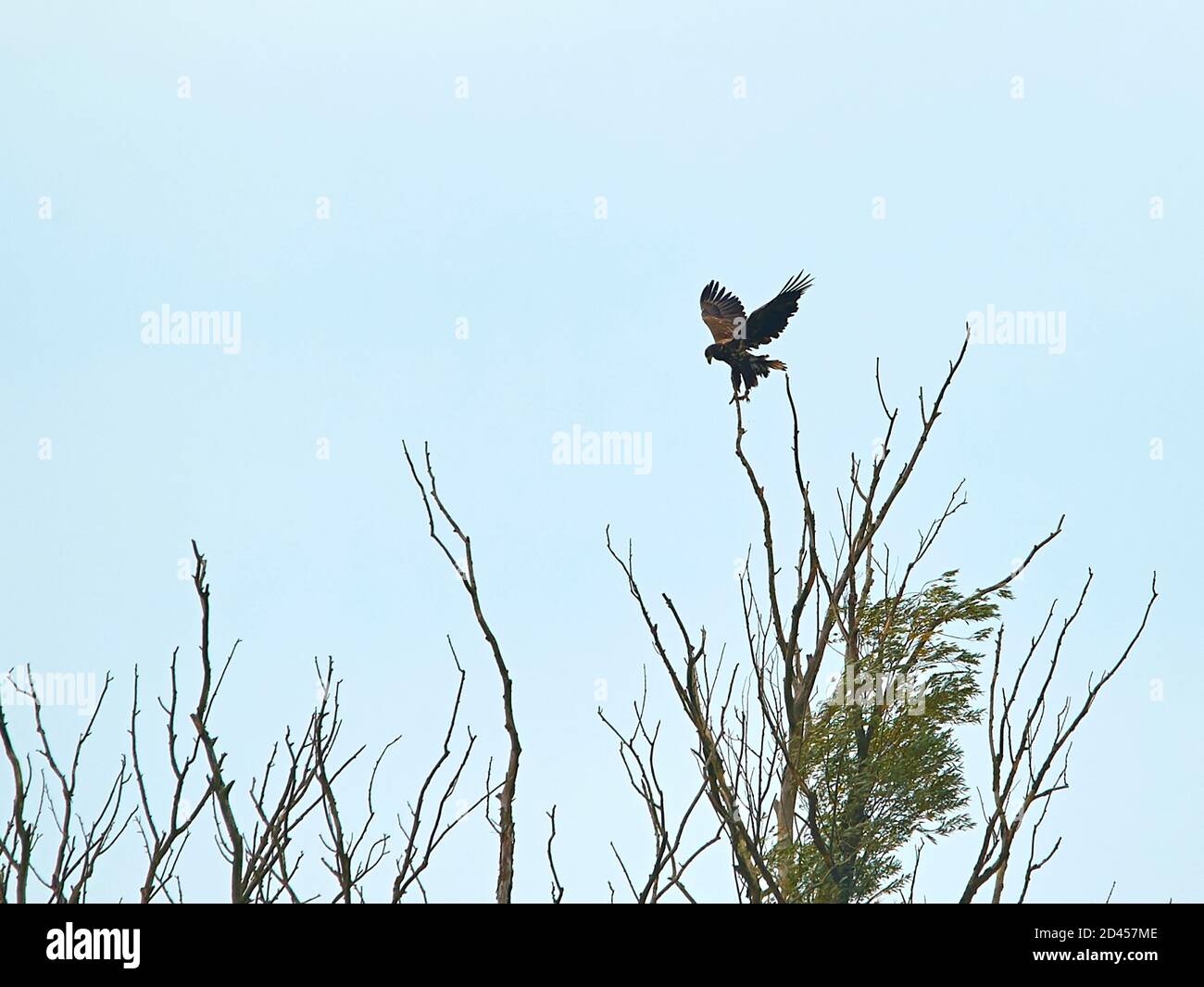 Ein Seeadler, der in einer Baumspitze landet Stockfoto
