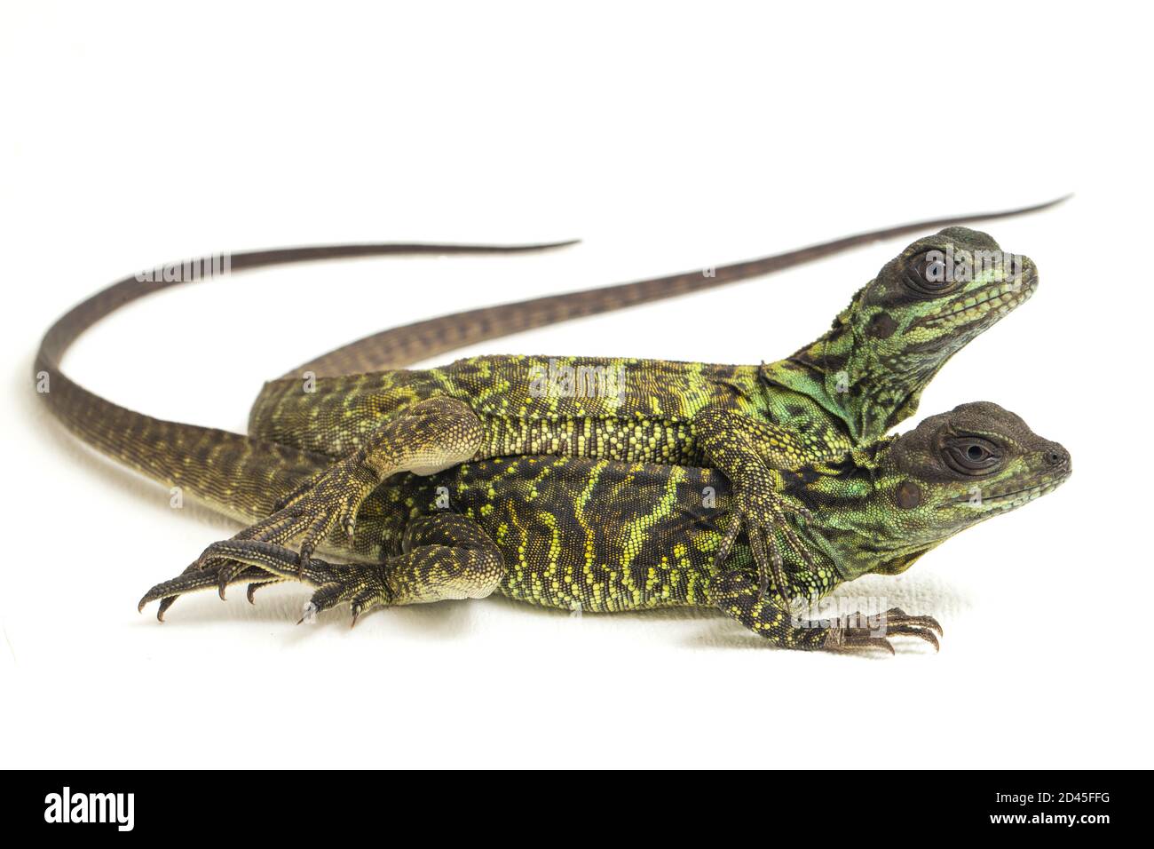 Juvenile Segelflossen-Dracheneidechse (Hydrosaurus weberi) isoliert auf weißem Hintergrund Stockfoto