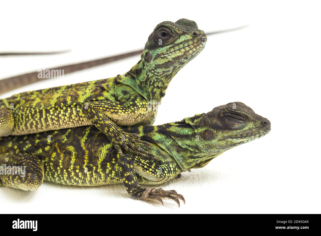 Juvenile Segelflossen-Dracheneidechse (Hydrosaurus weberi) isoliert auf weißem Hintergrund Stockfoto