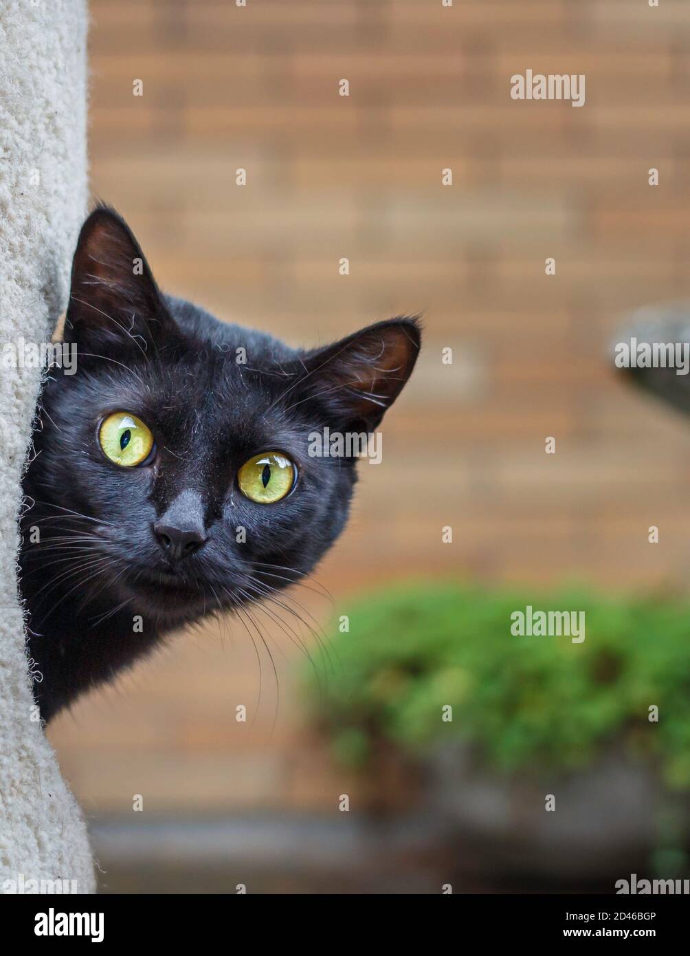 Eine schwarze Katze guckt aus ihrem Haus und schaut auf die Kamera Stockfoto