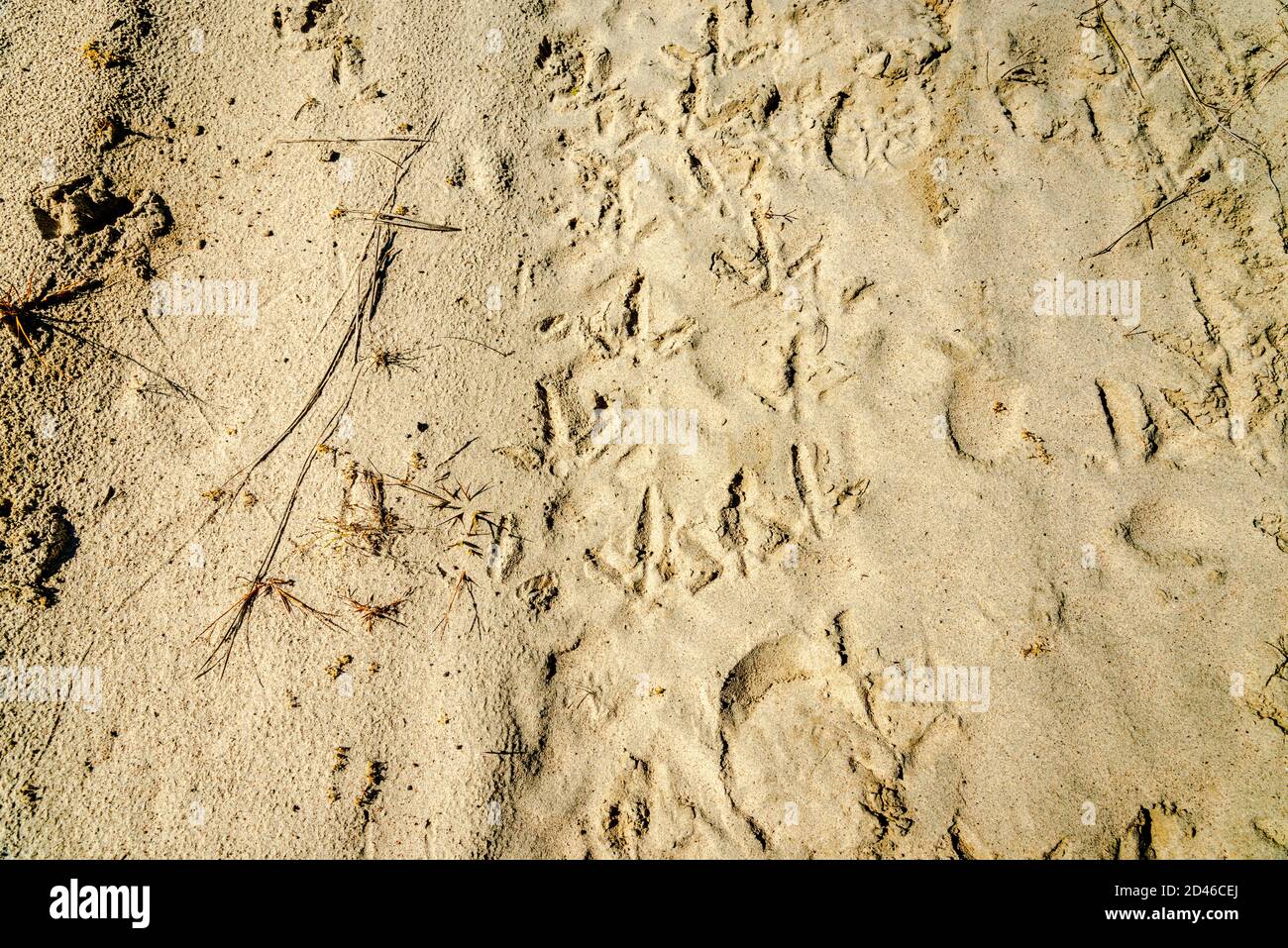 Tiere und Menschen drucken auf einem Sand Stockfoto