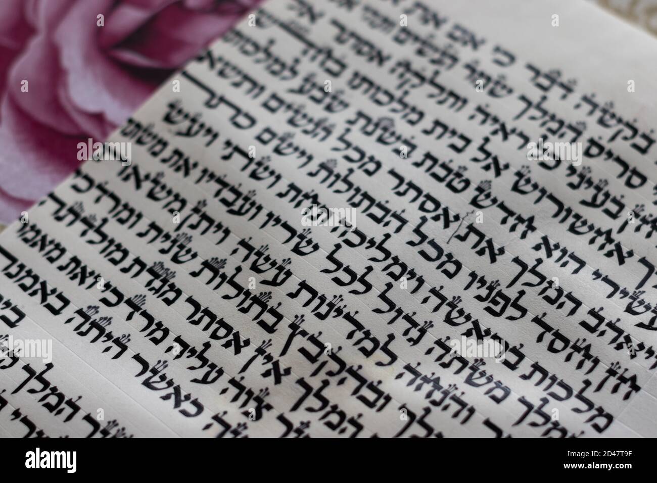 Auszug aus dem Buch Esther aus der Bibel, geschrieben auf einem handgeschriebenen Rindsblatt in Hebräisch. (An den Herausgeber: In Hebräisch, schreiben Sie das erste Kapitel o Stockfoto