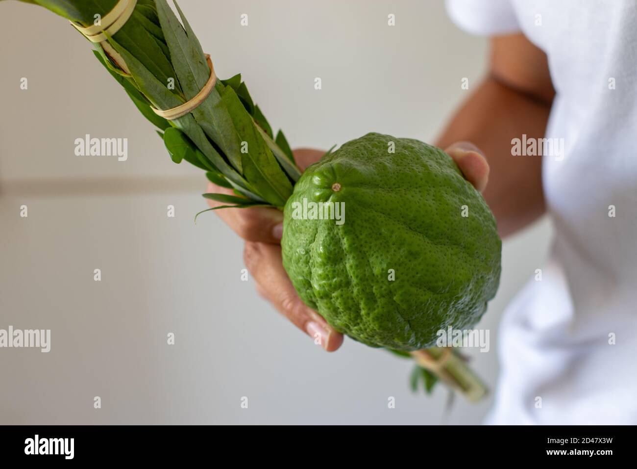 Ein Mann hält traditionelle Symbole (die vier Arten): Etrog, Lulav, Hadas, Arava. Am jüdischen Feiertag von Sukkot Stockfoto