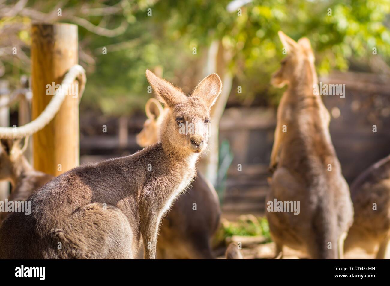 Eine Gruppe östlicher grauer Känguruhs, die in der Sonne stehen, verschwommener Hintergrund. Stockfoto