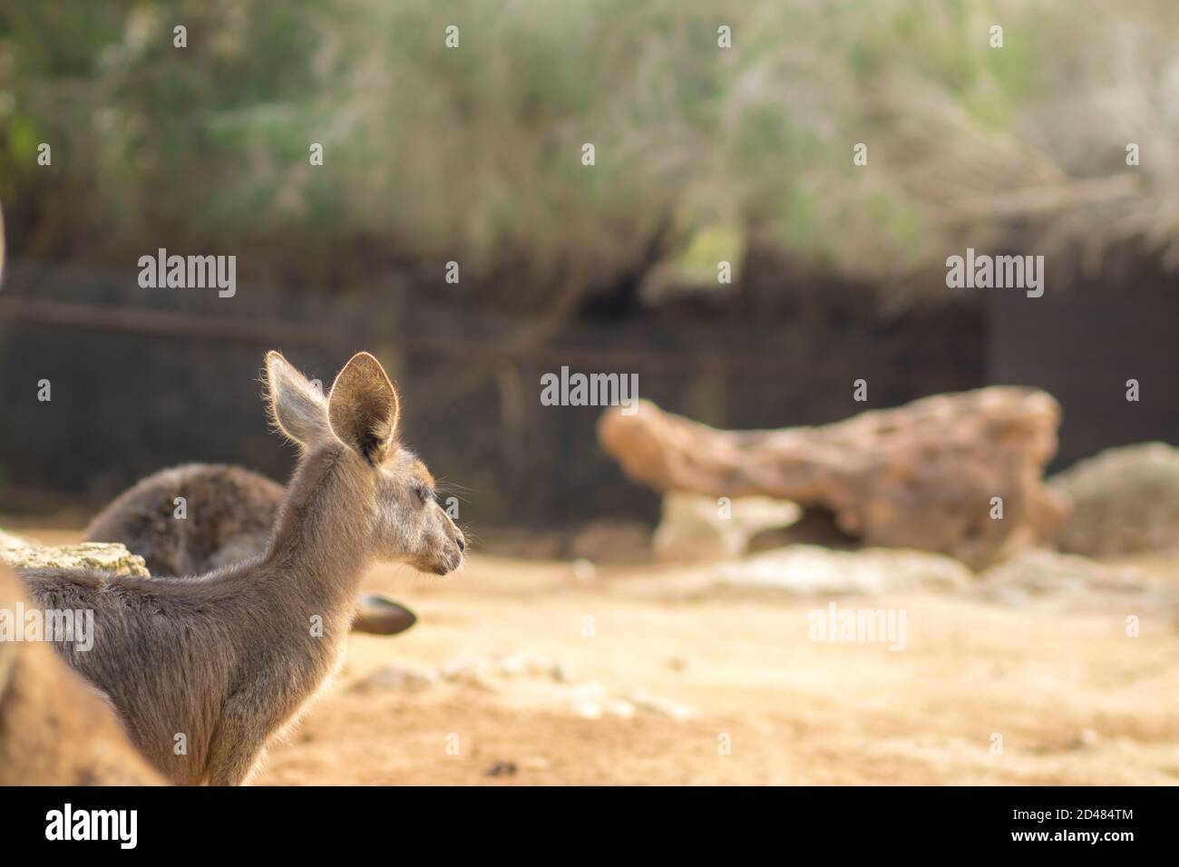Ein östliches graues Känguru, das in der Sonne steht, verschwommener Hintergrund. Stockfoto