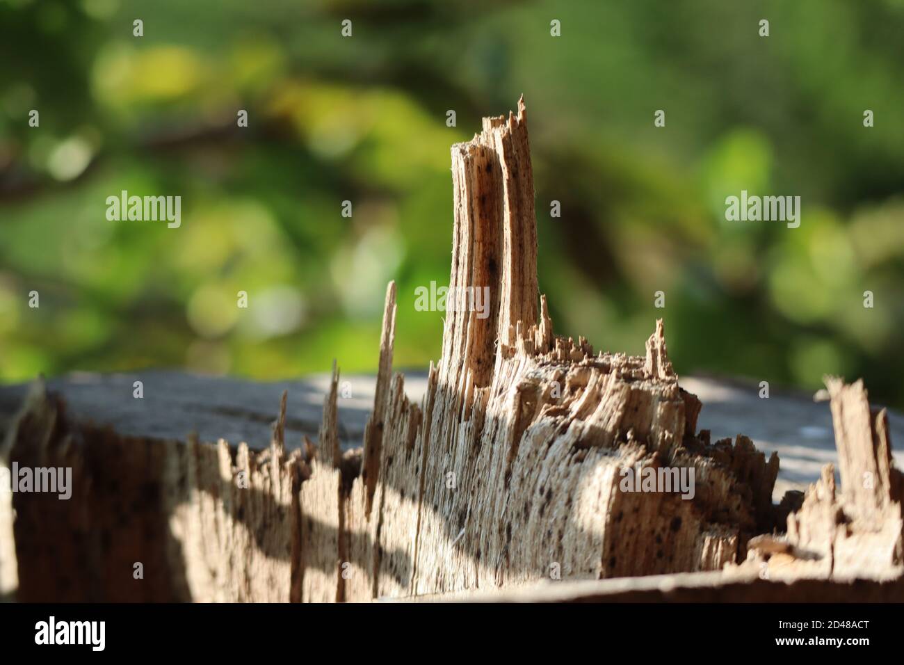 Holzstumpf, in der Natur geschossen, künstlerische Gestaltung auf dem Holz, Wald Hintergrund Stockfoto