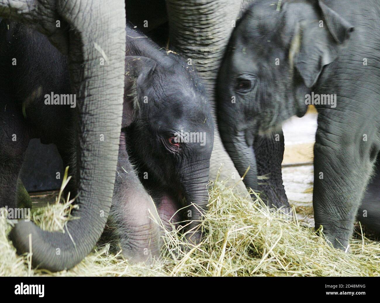 Zoo Zürich Elefant Stockfotos und -bilder Kaufen - Alamy