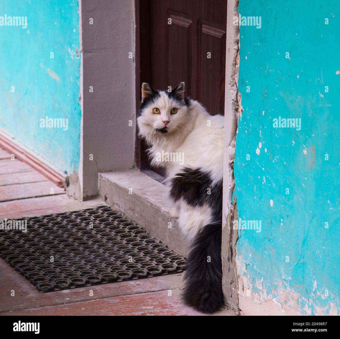 Katze an der Eingangstür Stockfoto