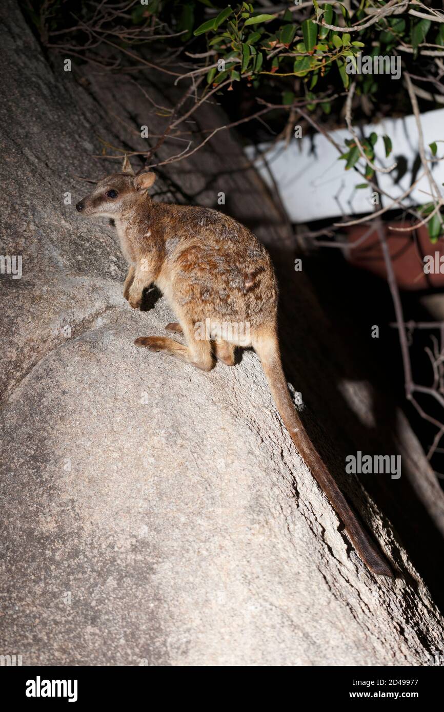 Allied Rock Wallaby in der Geoffrey Bay von Magnetic Island, Queensland, Australien Stockfoto