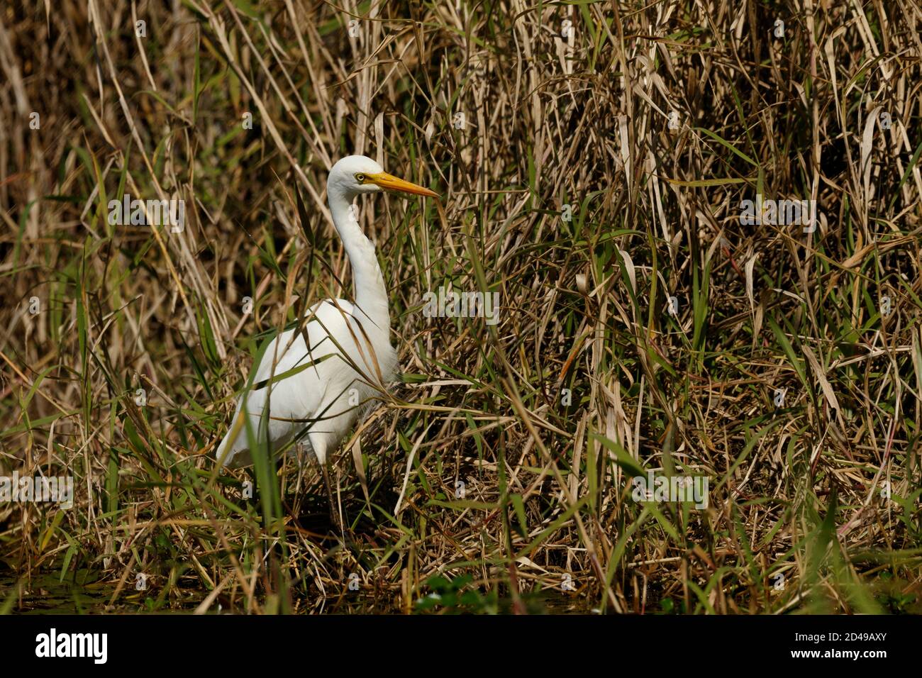 Brisbane, Queensland, Australien. August 2020. Intermediate Egret (Ardea intermedia) Jagd entlang der Ufer des Enoggera Reservoir im D'Aguilar National Park. Kredit: Joshua Prieto/SOPA Images/ZUMA Wire/Alamy Live Nachrichten Stockfoto