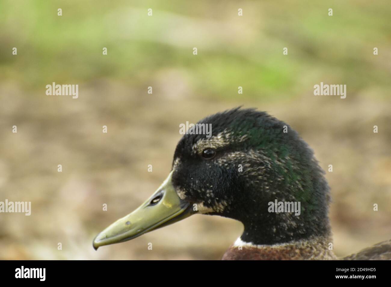 Vögel im park Stockfoto