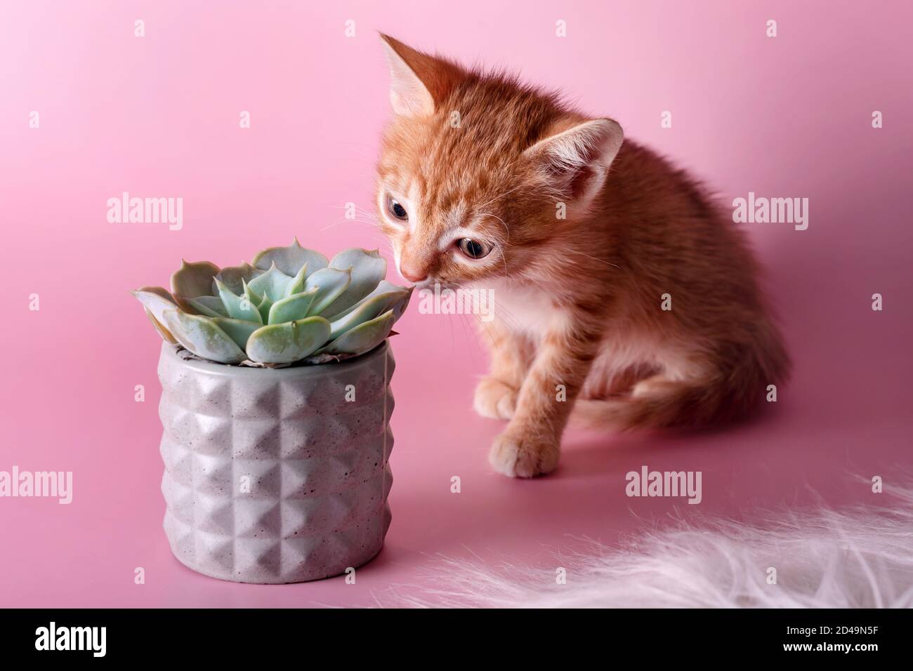 Rote Kätzchen schnüffeln Kaktus. Niedliche Ingwer kleine Katze schnuppert eine saftige in grauen Tontopf auf rosa Hintergrund. Haustiere und Pflanzen, die Welt entdecken Stockfoto
