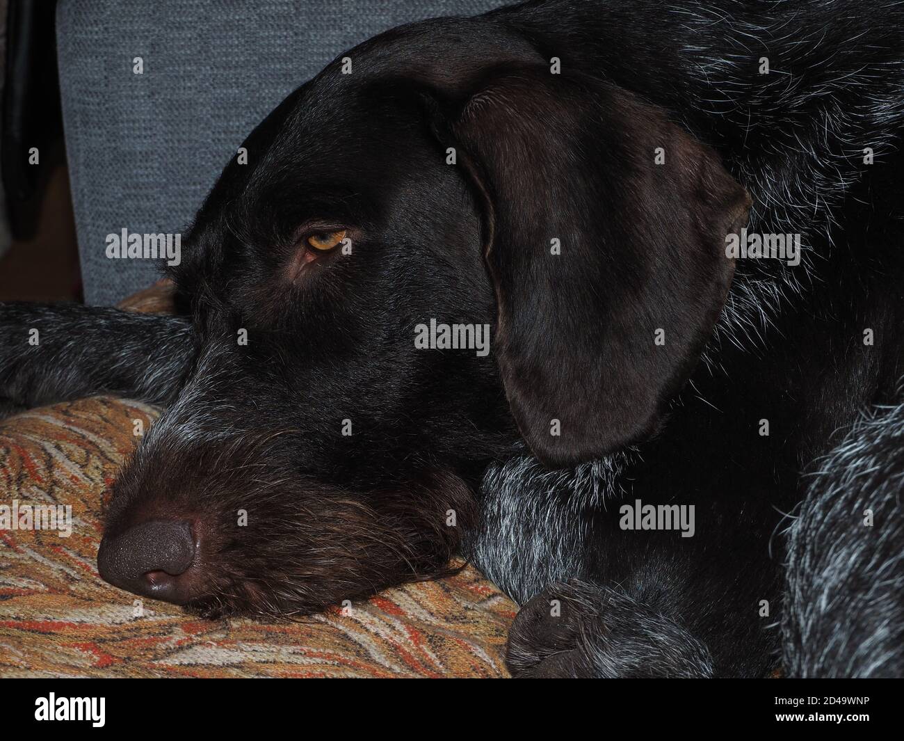 Haustiere. Ein Jagdhund einer deutschen Rasse liegt auf einem Sofa. Stockfoto