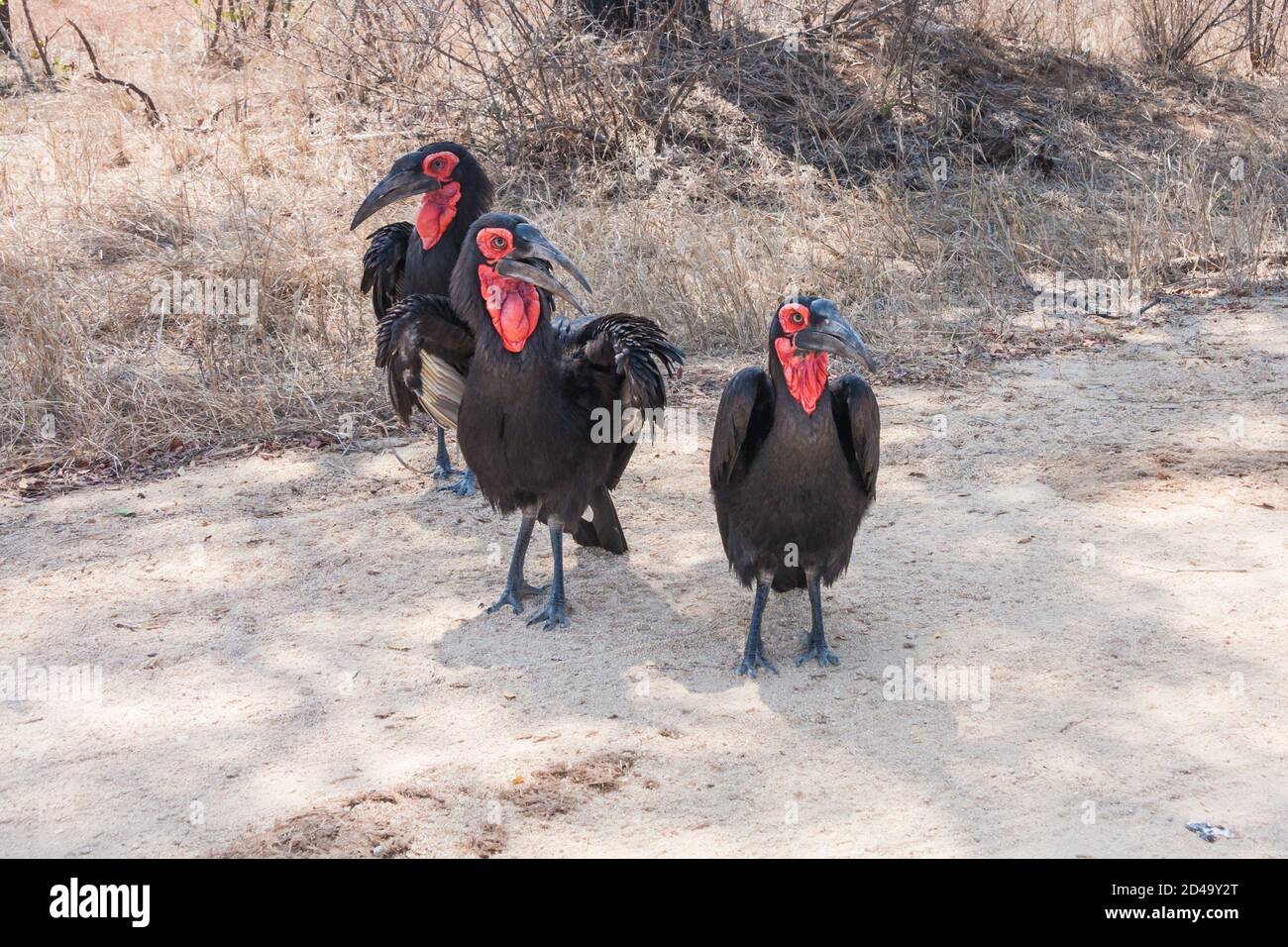 Die Gruppe der südlichen Erdhornvögel (Bucorvus leadbeateri) steht zusammen auf der Straße im Krüger National Park, Südafrika Stockfoto