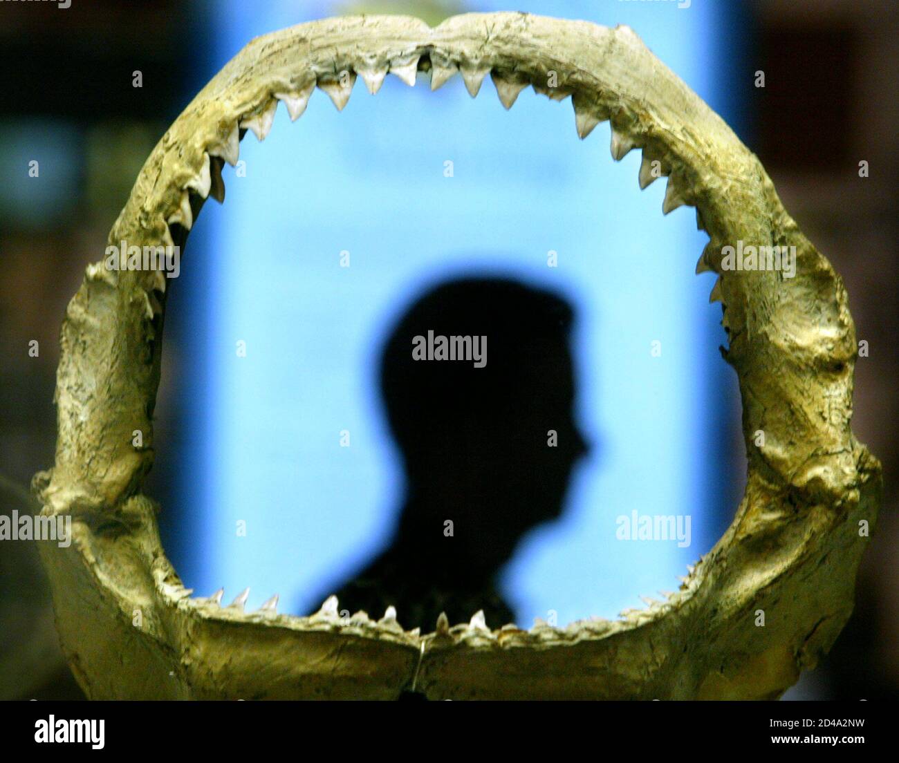 Ein Australian Museum Kurator ist in den erhaltenen Rachen ein Bullenhai auf dem Display an das Australian Museum in Sydney 12. März 2004 Silhouette. [Eines der aggressivsten Arten von Haien, Bull Haie befinden sich in Ozeanen und Flussmündungen auf der ganzen Welt aus dem Pazifik, dem Amazonas und sind vermutlich verantwortlich für viele Hai-Angriffe auf Menschen. Omniverous Bullenhaie oft lauern in trüben Gewässern in der Nähe von beliebten Badestellen und Schwimmer, die sie kämpfen oder verletzte Fische verwechseln angreifen können.] Stockfoto
