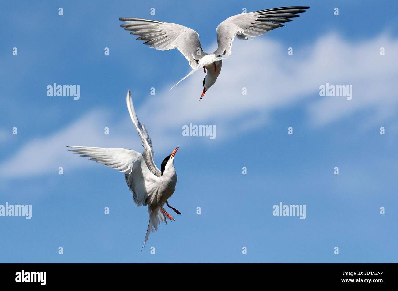Gewöhnliche Terns (Sterna hirundo) interagieren im Flug. Erwachsene Seeschwalben im Flug auf dem blauen Himmel Hintergrund Stockfoto