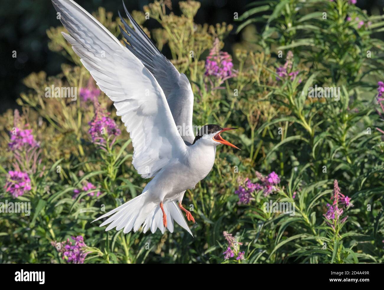 Gewöhnliche Seeschwalbe im Flug an sonnigen Tagen. Seitenansicht. Erwachsene Vögel. Wissenschaftlicher Name: Sterna Hirundo. Stockfoto