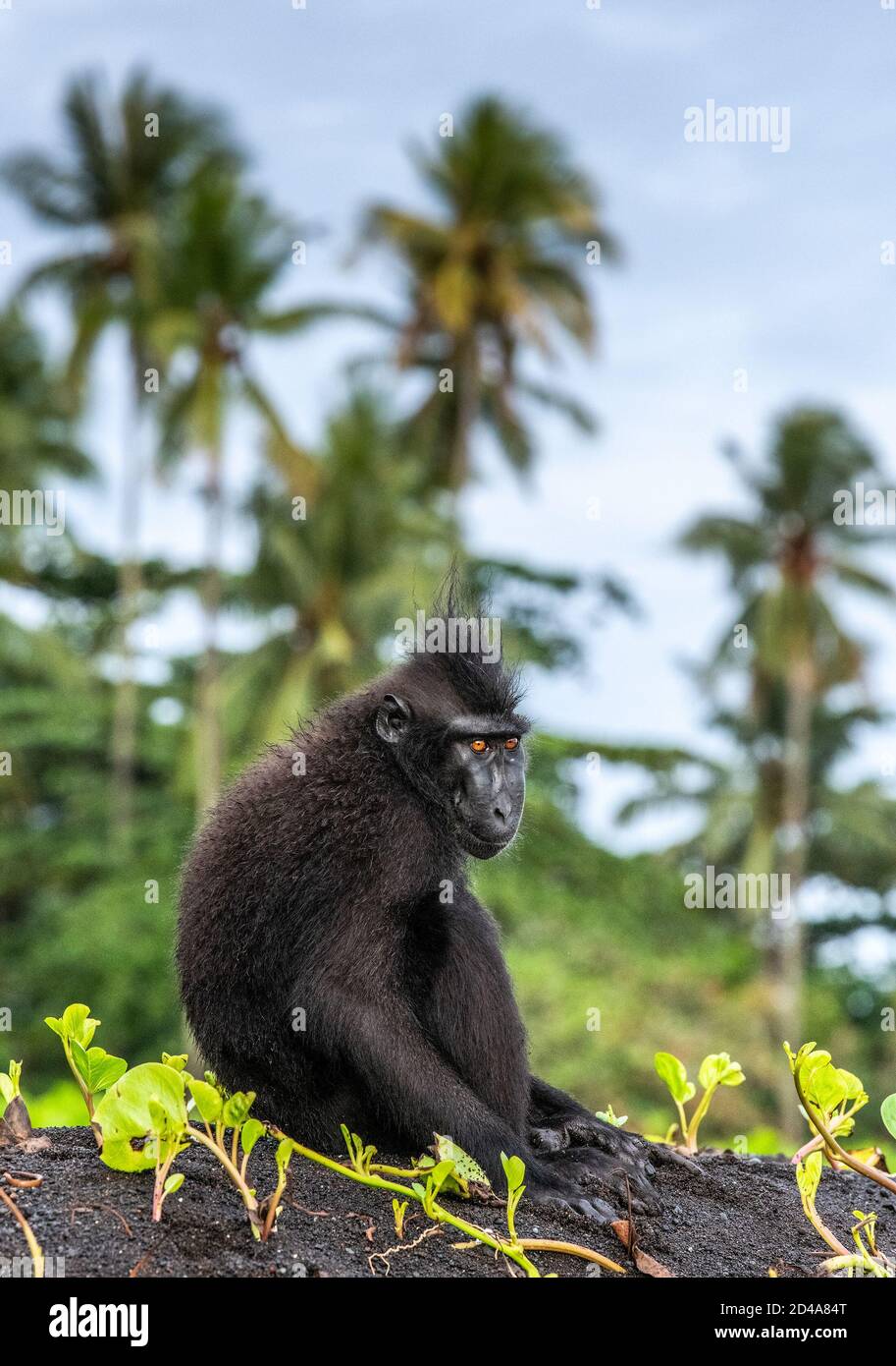 Der Celebes Haubenmakak. Crested Black Macaque, Sulawesi Crested Macaque, celebes Macaque oder der schwarze Affe. Wilde Natur. Natürlicher Lebensraum. Sulawes Stockfoto