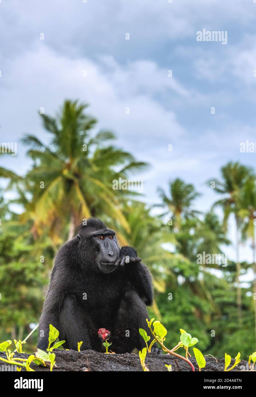 Der Celebes Haubenmakak. Crested Black Macaque, Sulawesi Crested Macaque, celebes Macaque oder der schwarze Affe. Wilde Natur. Natürlicher Lebensraum. Sulawes Stockfoto