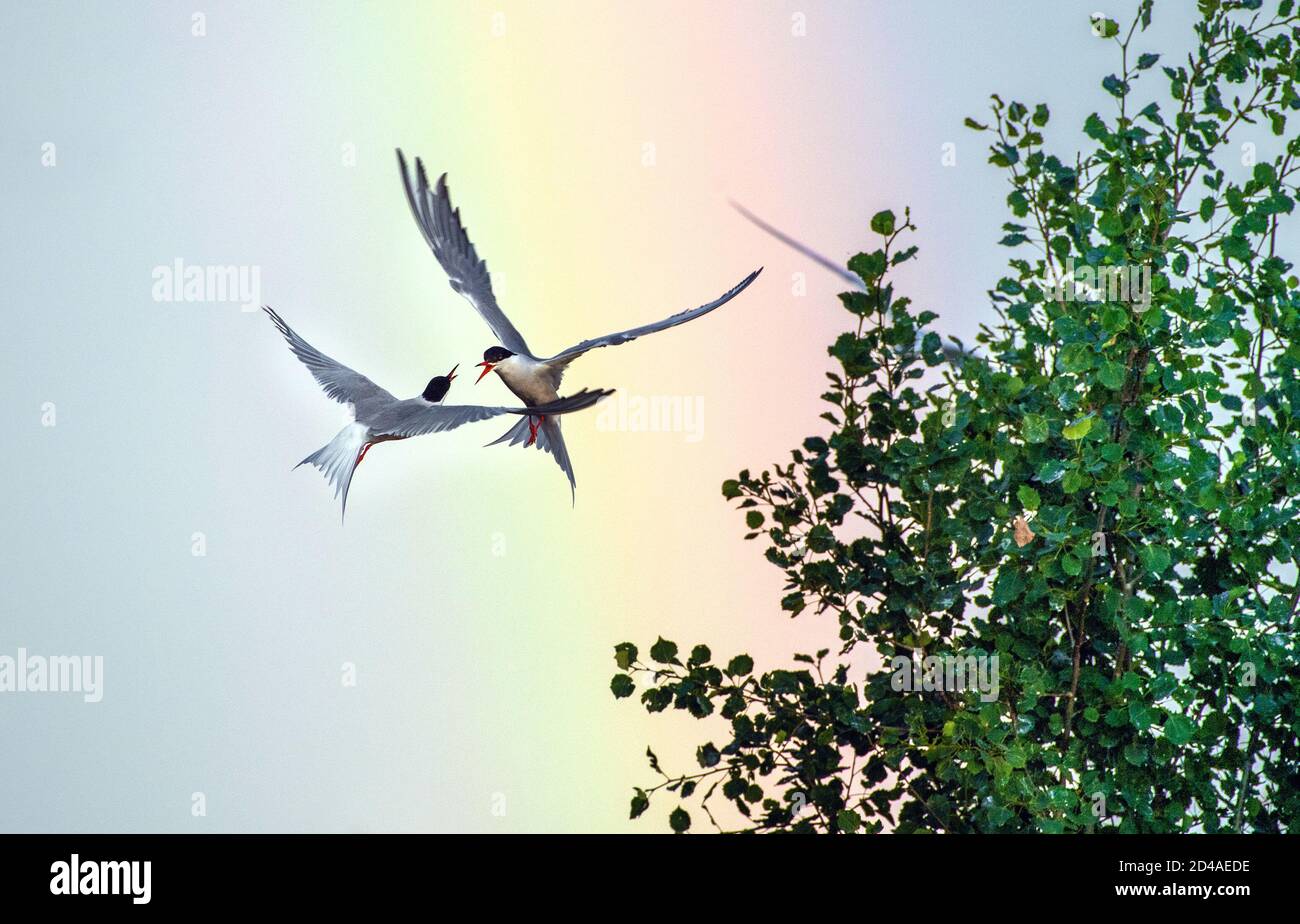 Showdown am Himmel. Gemeinsame Ternen interagieren im Flug. Erwachsene Seeschwalben im Flug auf dem blauen Himmel und Regenbogenhintergrund. Wissenschaftlicher Name: Sterna Stockfoto