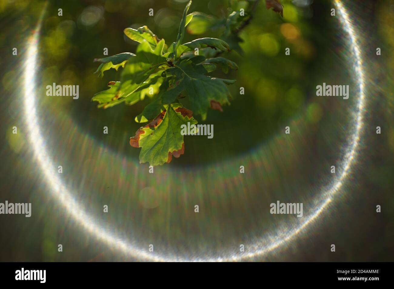 Grüne Eichenblätter auf einem Zweig in einem sonnigen Herbstwald. Stockfoto