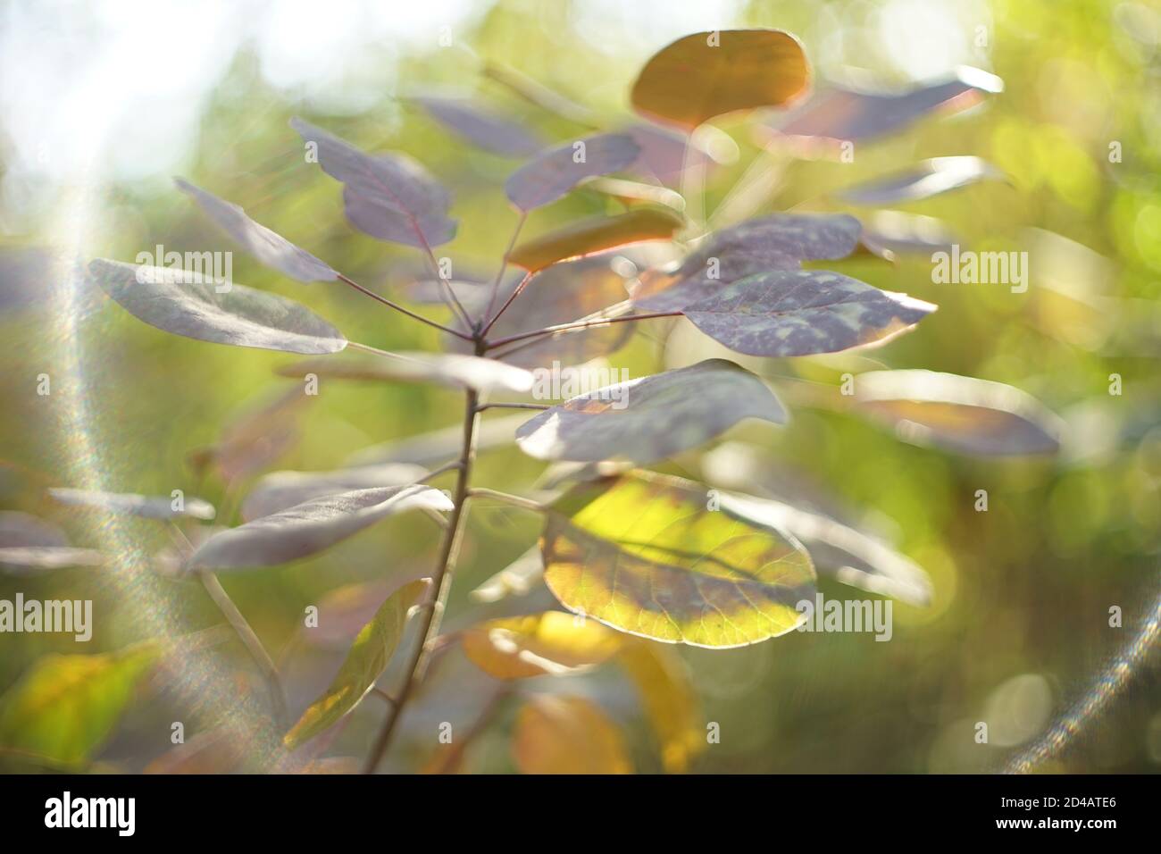 Schöne Herbstblätter auf dem Ast im Herbstwald. Art sonniges Licht. Stockfoto