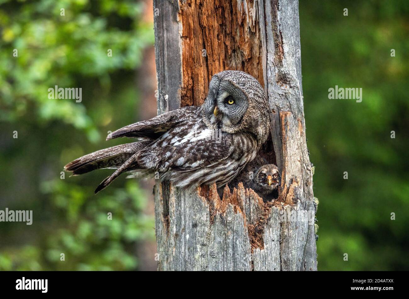 Die Eule sitzt mit kleinen Eulen im Nest in der Mulde eines alten Baumes. Der Uralkauz (Strix uralensis). Sommerwald. Natürlicher Lebensraum. Stockfoto