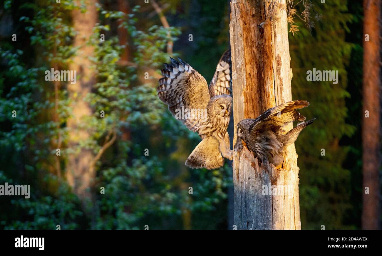 Die Eulen füttern die Küken, die im Nest in der Mulde eines alten Baumes sitzen. Der Uralkauz (Strix uralensis). Sonnenaufgangslicht. Sommerwald. Natürlich habit Stockfoto