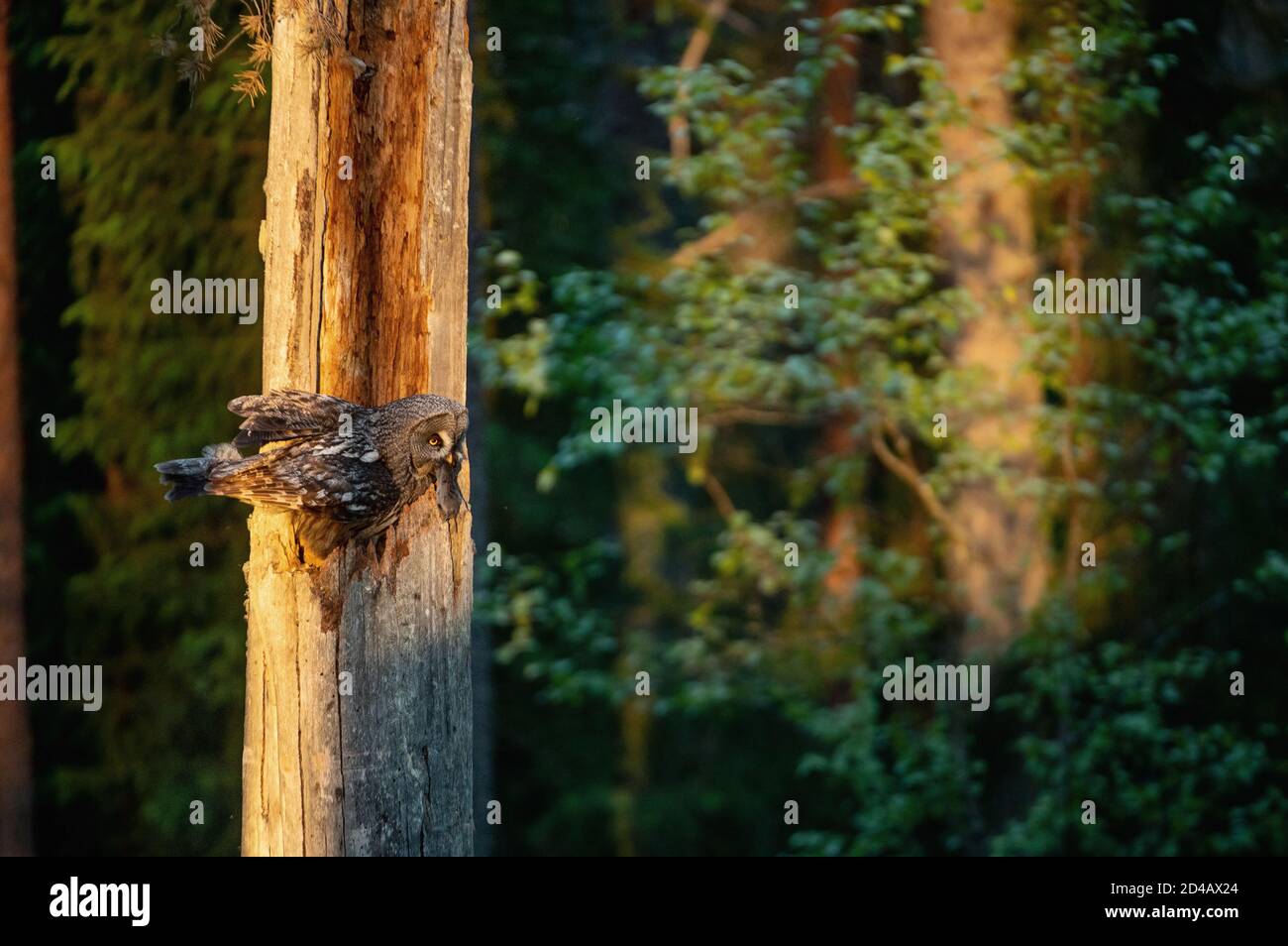 Die Eule füttert die Küken, die im Nest in der Mulde eines alten Baumes sitzen. Der Uralkauz (Strix uralensis). Sonnenaufgangslicht. Sommerwald. Natürliche Gewohnheit Stockfoto