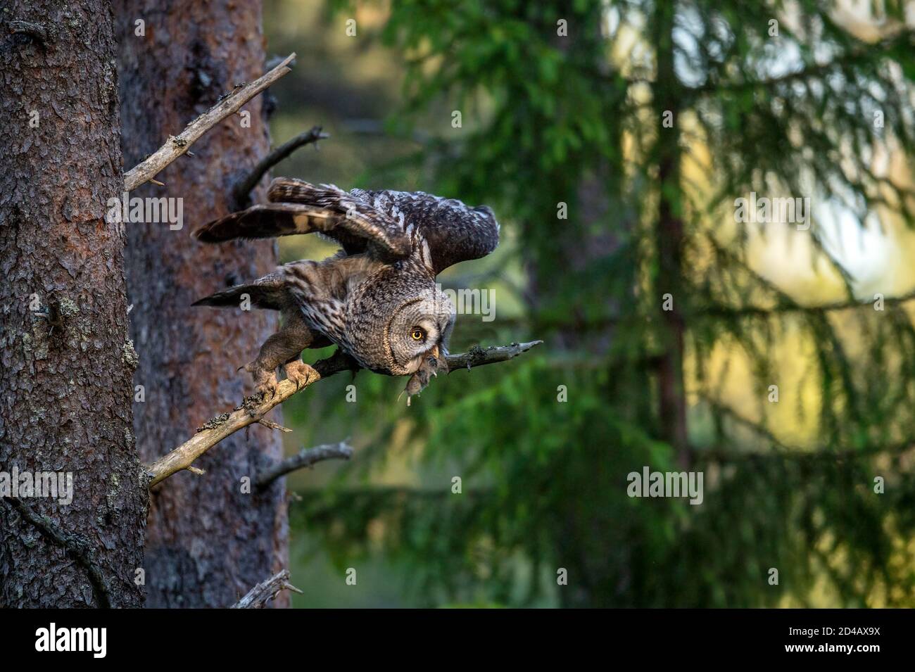 Die Eule mit Beute. Der Uralkauz (Strix uralensis). . Sommerwald. Natürlicher Lebensraum. Stockfoto