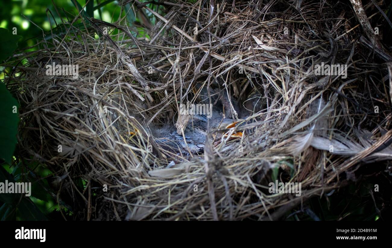 Kleine Vögel im Nest, Babyvögel im Nest. Stockfoto