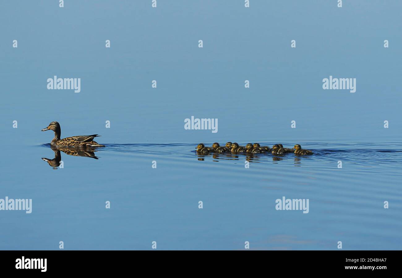 Eine Stockente führt er Brut von Enten ein Scctish ein Highland Loch. Stockfoto