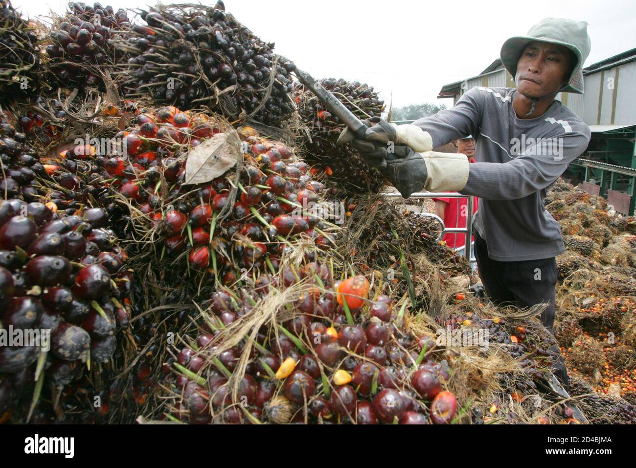 Ein Arbeiter trägt Palmenfrucht unten von einem LKW auf einer Palmöl-Raffinerie in der östlichen Provinz Chonburi, 110 Meilen (69) von Bangkok, in diesem Bild 3. September 2004. NET-Öl Importeur Thailand will seine Palm-Produktion durch das Sechsfache erhöhen bis 2008 sein Öl verwenden, mischen mit Diesel, seine Rechnungen Import fossiler Brennstoffe zu reduzieren und die Einkommen der Landwirte zu steigern, sagte der Energieminister am Mittwoch, 17. November 2004. Bild 3. September 2004. REUTERS/Sukree Sukplang SS/CN Stockfoto