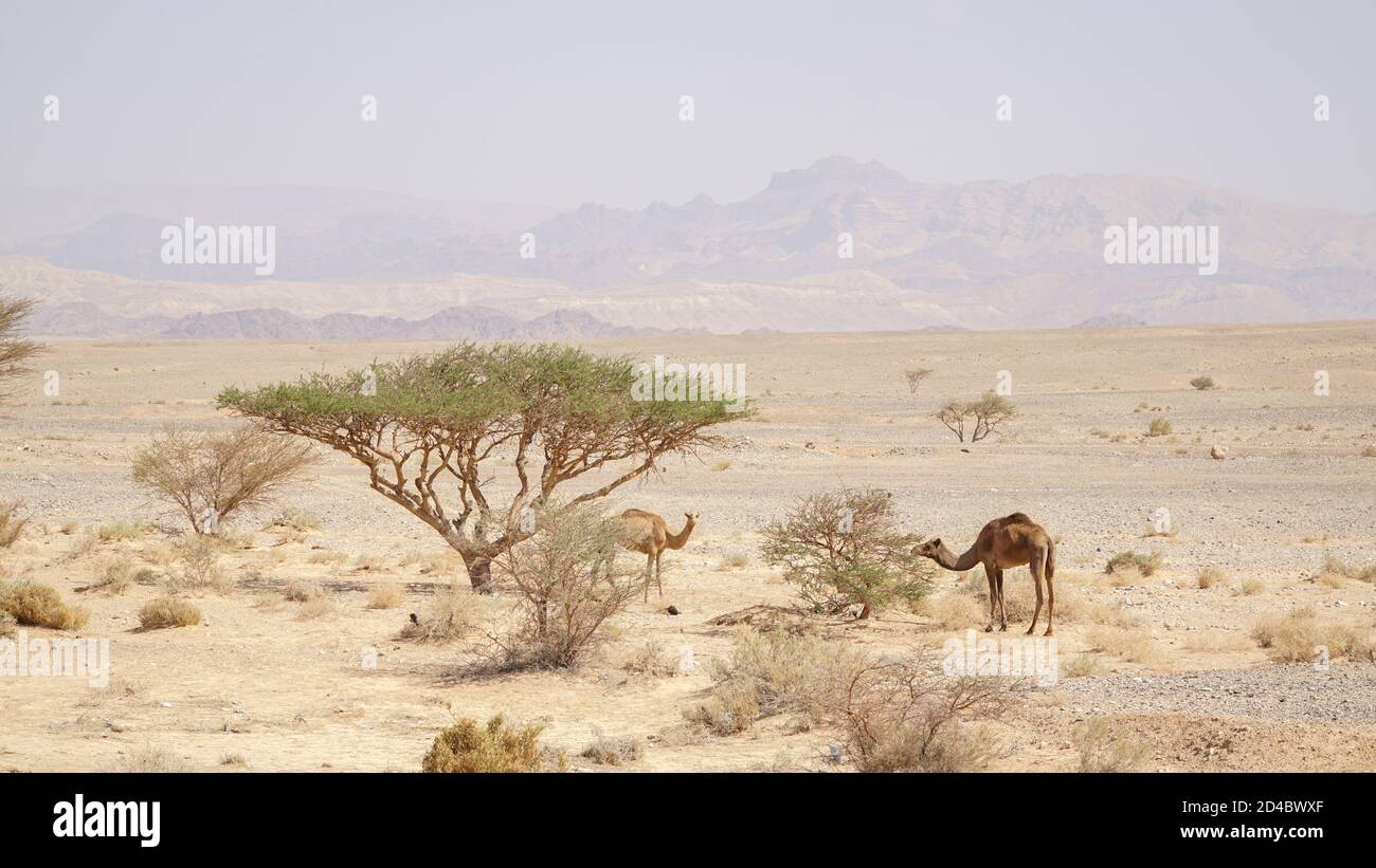 Touristen und Kamel in der Wadi Rum Wüste von Jordanien. Stockfoto