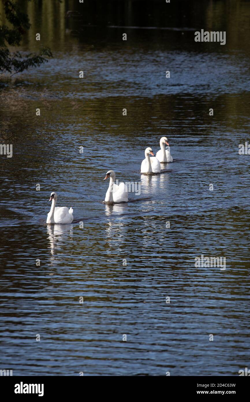 Eine ruhige Prozession von vier erwachsenen Mute Swans Cygnus olor Schwimmlinie achteraus auf der Calder und Hebble Navigation Wasserstraße in Mirfield, West Yorkshire Stockfoto