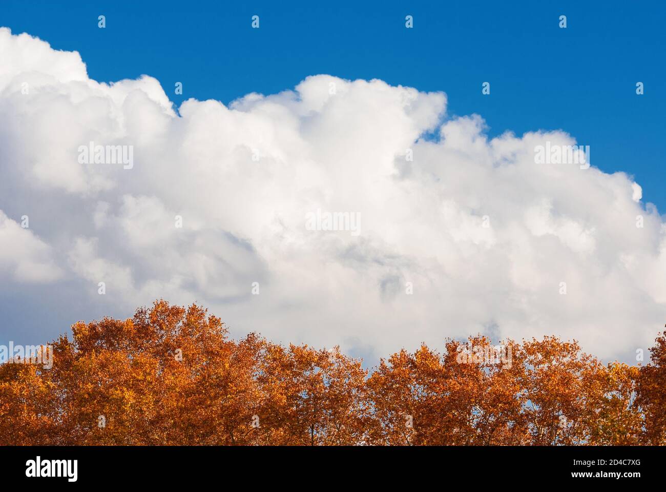 Herbstbaumdach mit roten Blättern und Wolken als Hintergrund Stockfoto