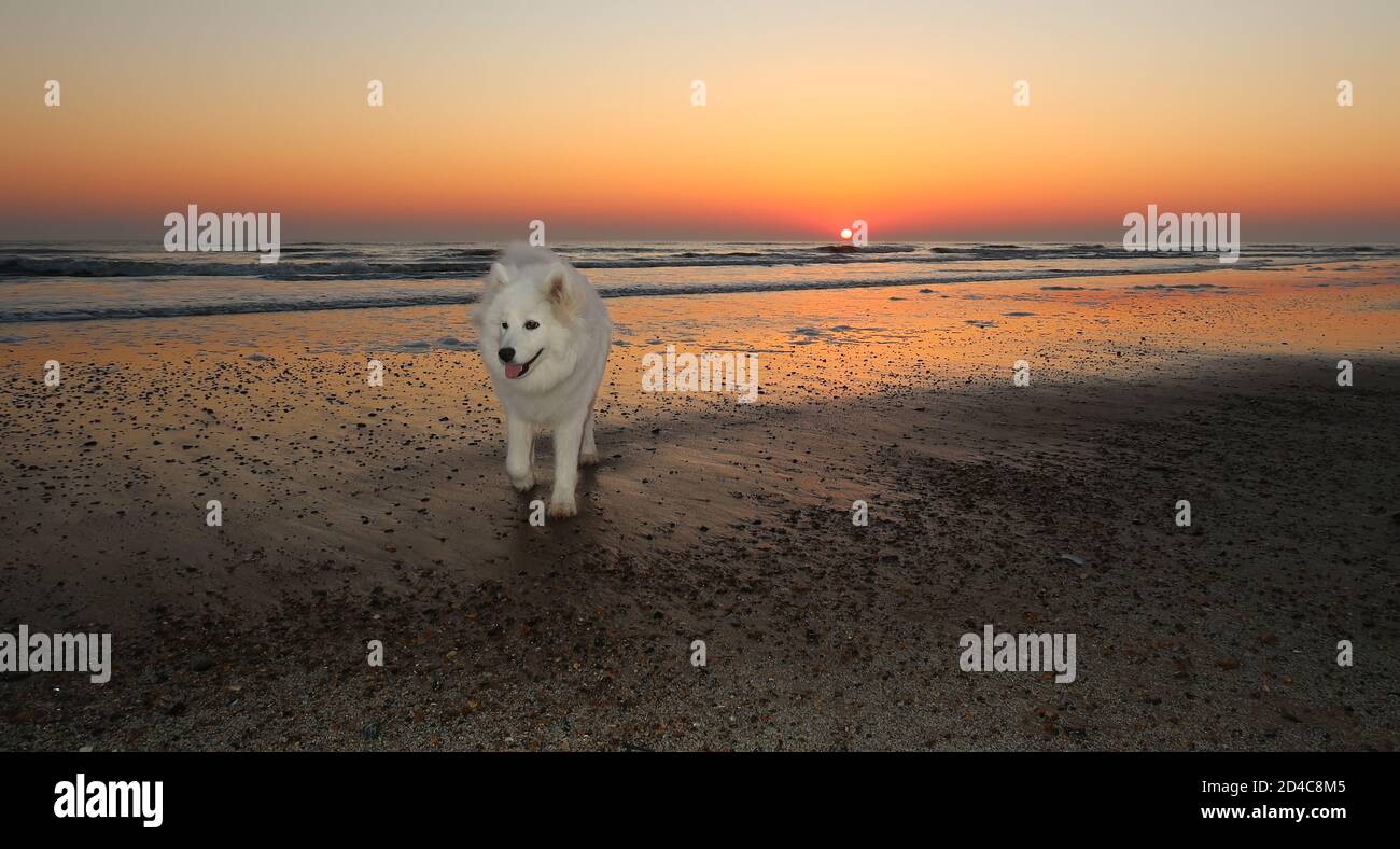 Samoyed Hund am Strand bei Sonnenuntergang Stockfoto